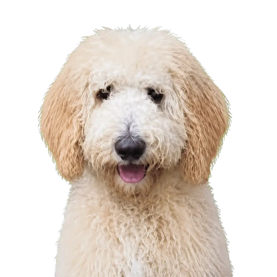 Louie